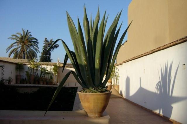 Dar Zahia Hotel Taroudant Exterior photo